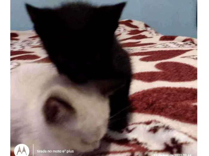 Gato ra a Indefinida idade Abaixo de 2 meses nome Snol e Ted