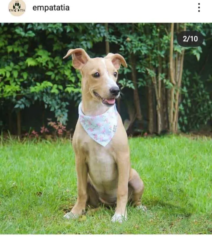 Cachorro ra a SRD idade 2 a 6 meses nome Lisboa