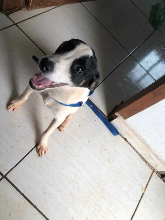 Cachorro ra a Não tem idade 1 ano nome Jack