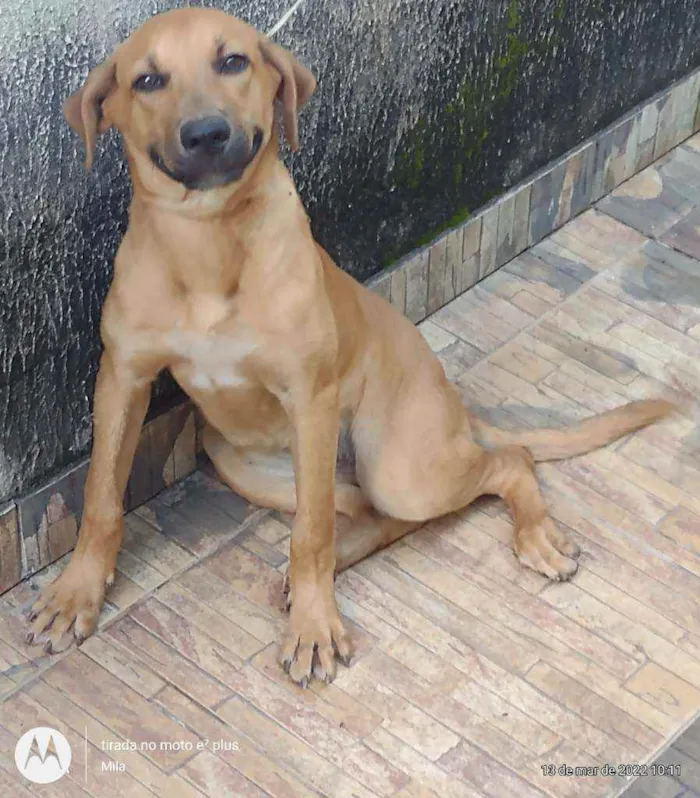 Cachorro ra a Vira lata com Buldog idade 7 a 11 meses nome Sol