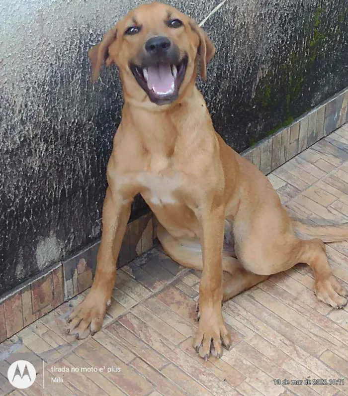 Cachorro ra a Vira lata com Buldog idade 7 a 11 meses nome Sol