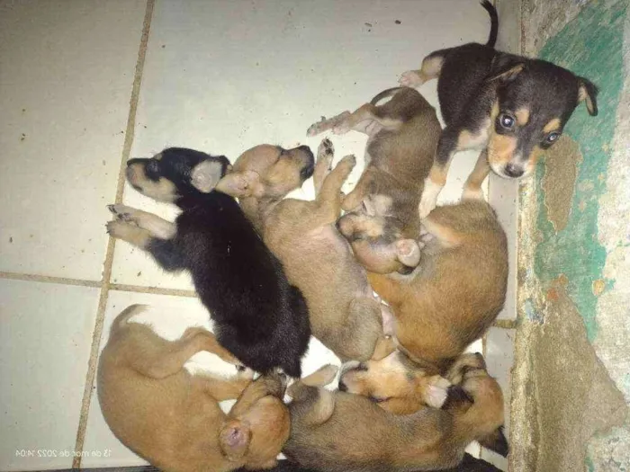 Cachorro raça Vira lata idade Abaixo de 2 meses nome Ainda não tem nomes