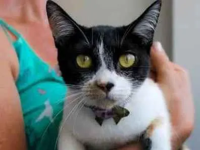Gato ra a SRD idade 7 a 11 meses nome Dorothy