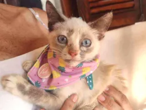 Gato raça SRD idade 2 a 6 meses nome Charlotte