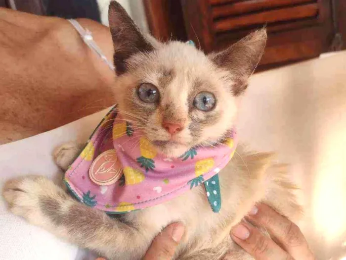 Gato ra a SRD idade 2 a 6 meses nome Charlotte