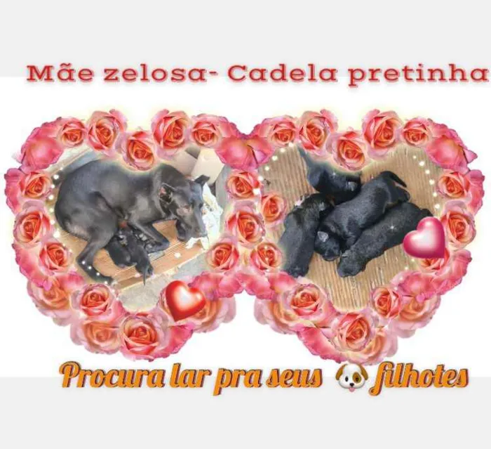 Cachorro ra a Vira lata idade 2 anos nome Pretinha