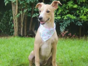 Cachorro raça SRD idade 2 a 6 meses nome Lisboa