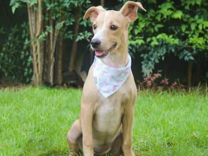 Cachorro ra a SRD idade 2 a 6 meses nome Lisboa