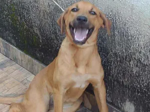 Cachorro raça Vira lata com Buldog idade 7 a 11 meses nome Sol
