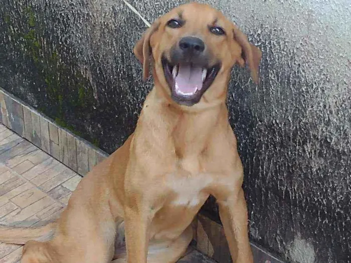 Cachorro ra a Vira lata com Buldog idade 7 a 11 meses nome Sol