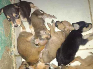 Cachorro raça Vira lata idade Abaixo de 2 meses nome Ainda não tem nomes