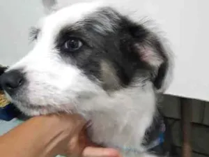 Cachorro raça Ilhasa com maltez idade 2 a 6 meses nome Max