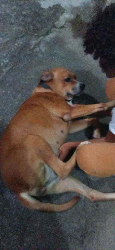 Cachorro ra a Misturada idade 6 ou mais anos nome Juju