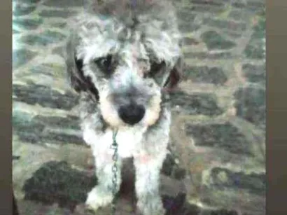 Cachorro raça Poodle idade 6 ou mais anos nome Rabito