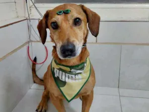 Cachorro raça SRD idade 5 anos nome Caramelo