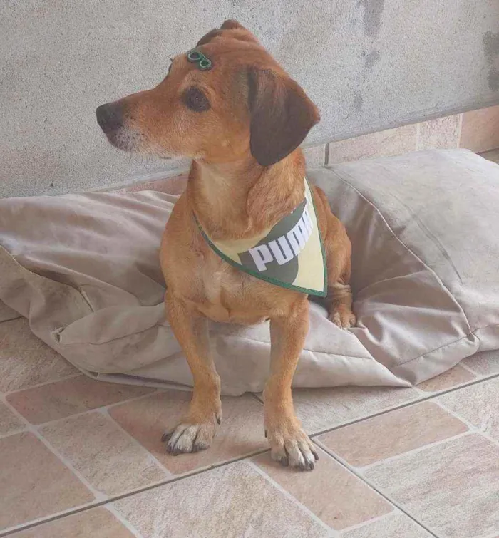 Cachorro ra a SRD idade 5 anos nome Caramelo