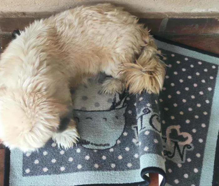 Cachorro raça Lhasa idade 4 anos nome Sem nome 