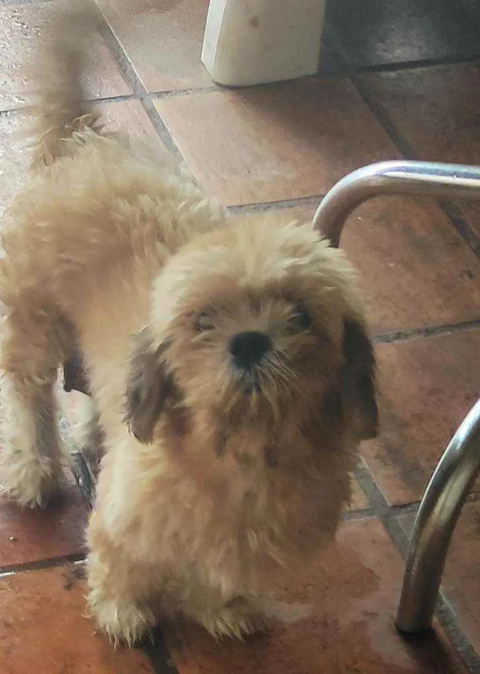Cachorro raça Lhasa idade 4 anos nome Sem nome 