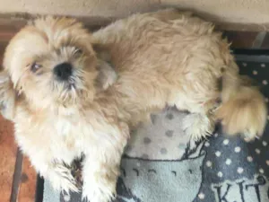 Cachorro raça Lhasa idade 4 anos nome Sem nome 