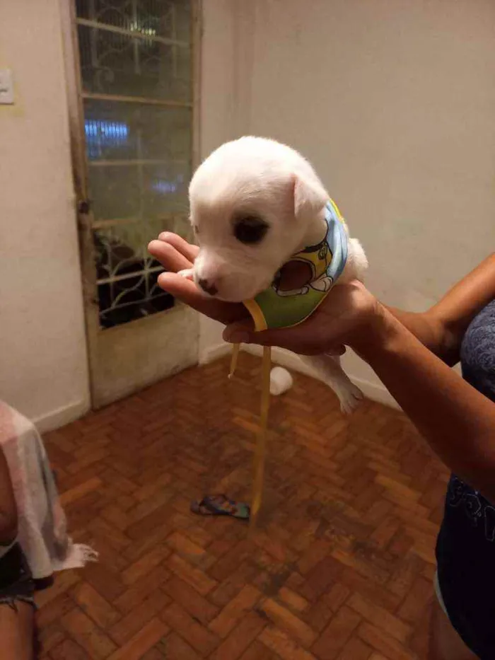 Cachorro raça Srd idade Abaixo de 2 meses nome Filhotes fêmeas e ma