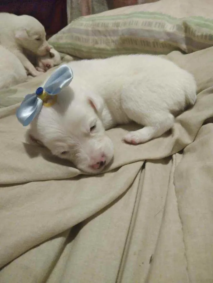 Cachorro raça Srd idade Abaixo de 2 meses nome Filhotes fêmeas e ma