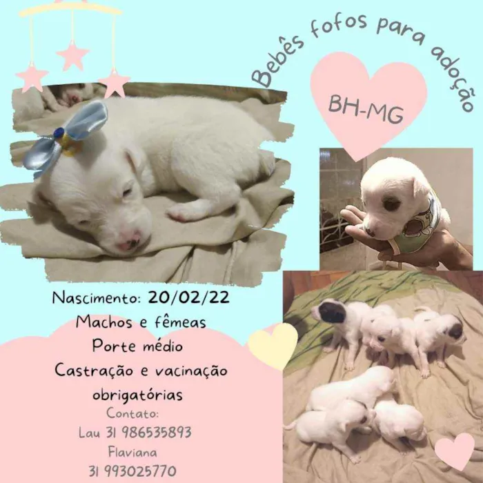 Cachorro raça Srd idade Abaixo de 2 meses nome Filhotes fêmeas e ma