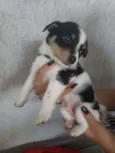 Titu