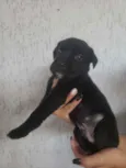 Bob
