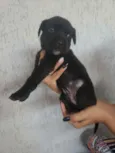 Bob