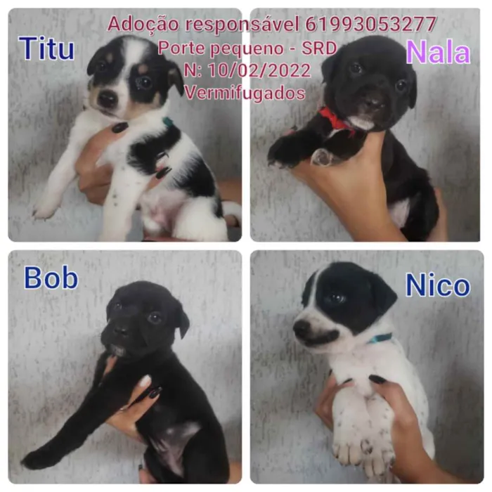 Cachorro ra a SRD idade Abaixo de 2 meses nome Filhotinhos 