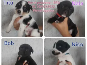 Cachorro raça SRD idade Abaixo de 2 meses nome Filhotinhos 