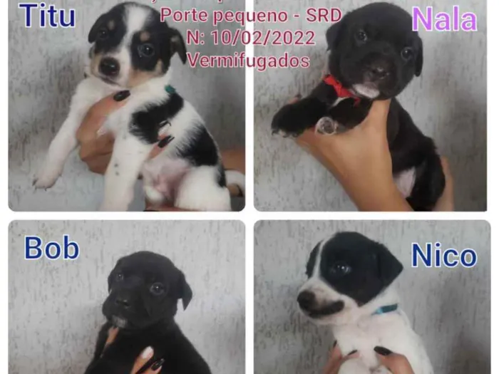 Cachorro ra a SRD idade Abaixo de 2 meses nome Filhotinhos 