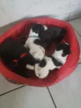 Filhotinhos 