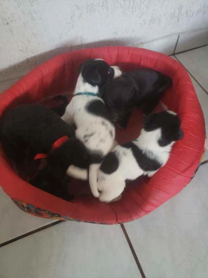 Cachorro ra a SRD idade Abaixo de 2 meses nome Filhotinhos 