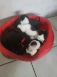 Filhotinhos 
