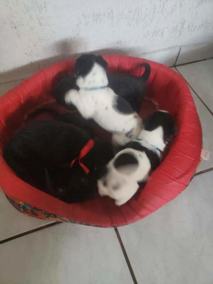 Cachorro ra a SRD idade Abaixo de 2 meses nome Filhotinhos 