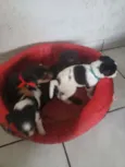 Filhotinhos 
