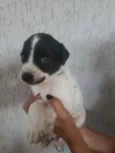 Filhotinhos 