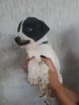 Filhotinhos 