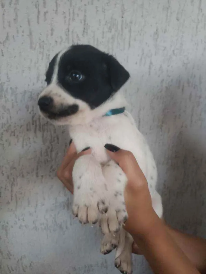 Cachorro ra a SRD idade Abaixo de 2 meses nome Filhotinhos 