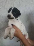 Filhotinhos 