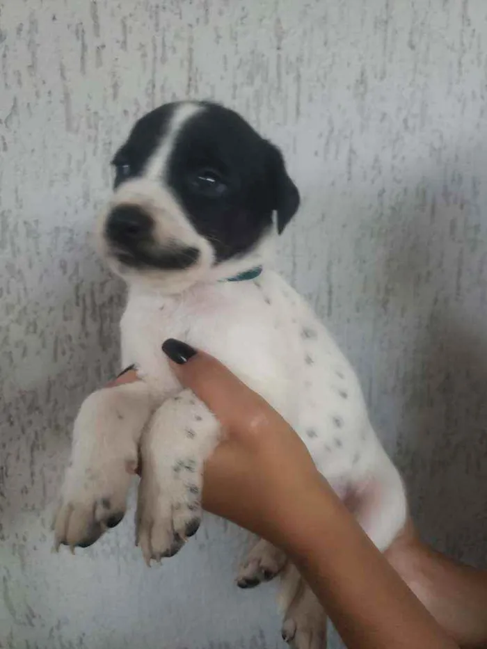 Cachorro ra a SRD idade Abaixo de 2 meses nome Filhotinhos 