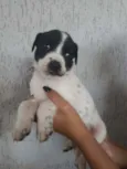 Filhotinhos 