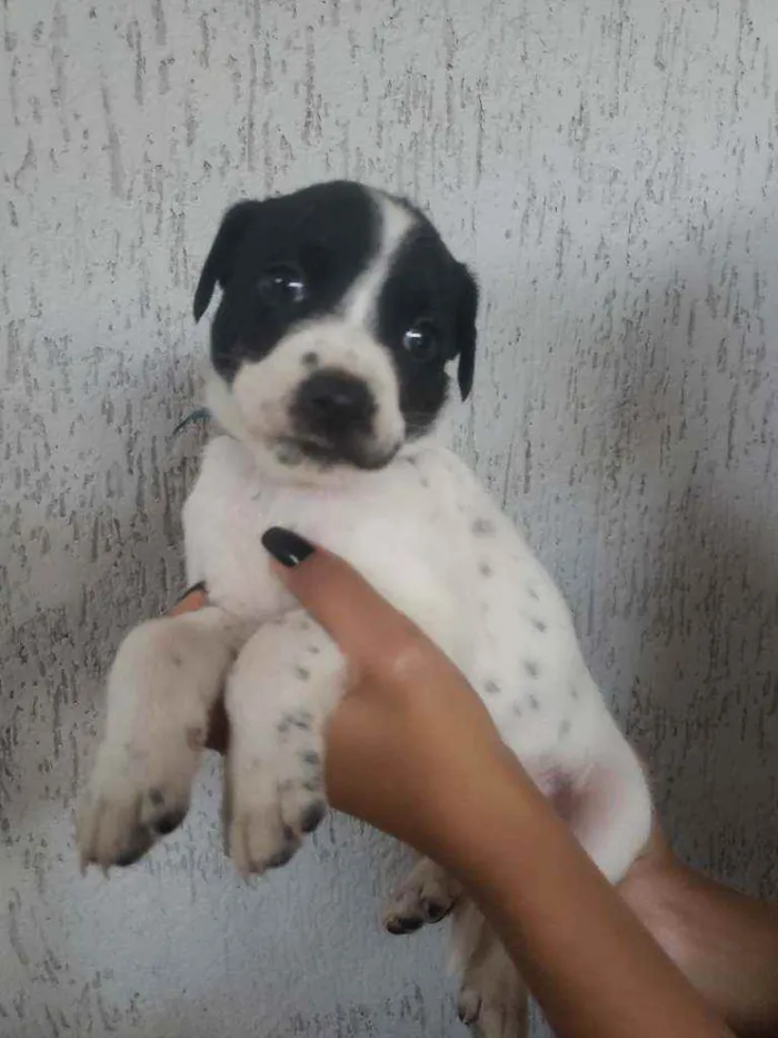 Cachorro ra a SRD idade Abaixo de 2 meses nome Filhotinhos 