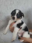 Filhotinhos 