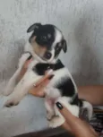 Filhotinhos 