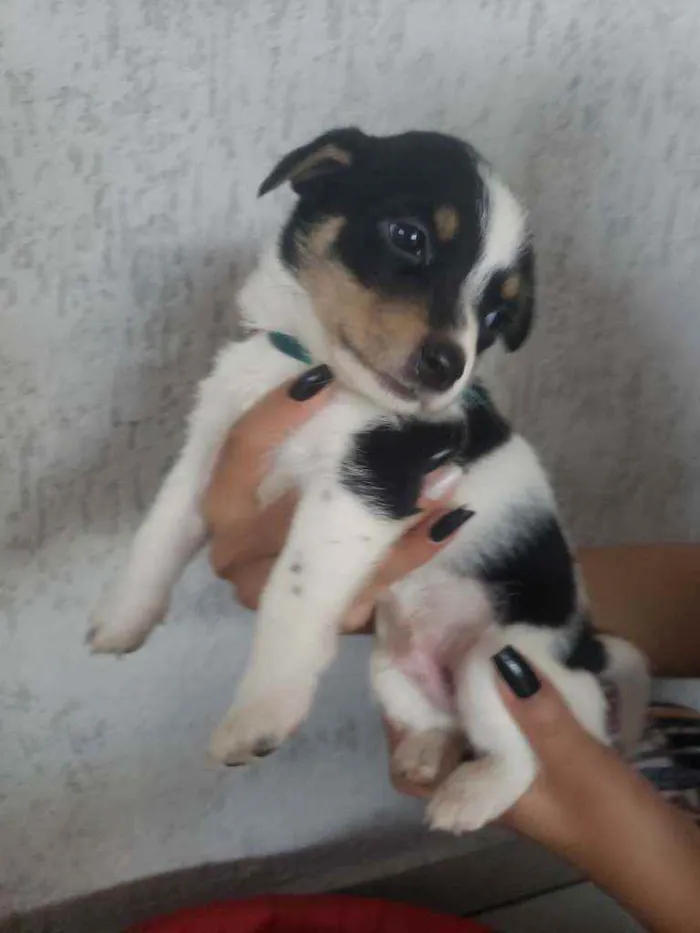 Cachorro ra a SRD idade Abaixo de 2 meses nome Filhotinhos 