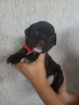 Filhotinhos 