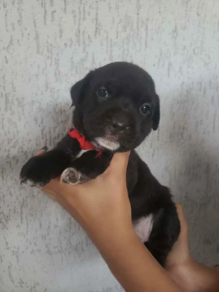 Cachorro ra a SRD idade Abaixo de 2 meses nome Filhotinhos 