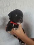 Filhotinhos 